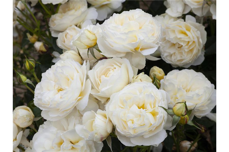 FLORIBUNDA MINI STD